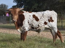 BR JUNGLE JIM X RJF DREAMIN' OF TEXAS TAG 407 (B)